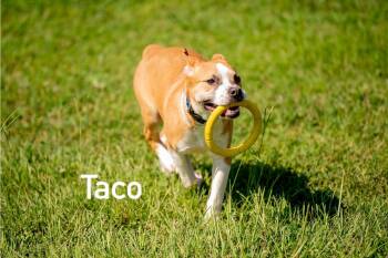 Taco -  Carolina Dog Dog for Adoption in Douglas, Massachusetts - Taco | PetCurious