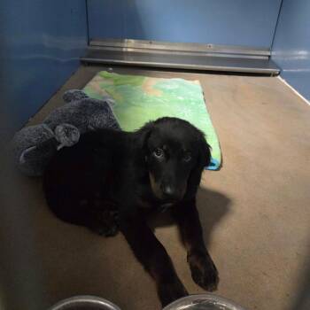 Finn -  Mixed Breed Dog for Adoption in Murray, Utah - Finn | PetCurious
