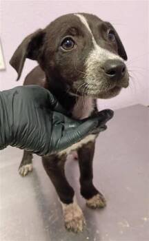 61426476 -  Mixed Breed Dog for Adoption in El Paso, Texas - 61426476 | PetCurious