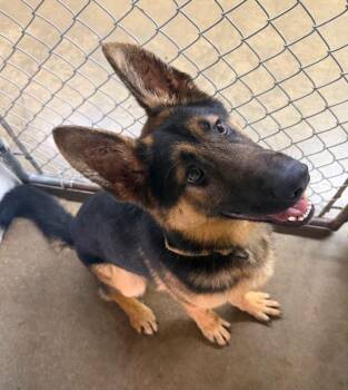 Creed -  German Shepherd Dog Dog for Adoption in Lagrange, Indiana - Creed | PetCurious