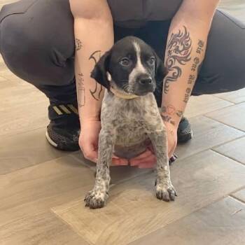 Buzz -  German Wirehaired Pointer Dog for Adoption in Nevada, Missouri - Buzz | PetCurious