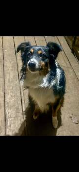 Rescue Australian Shepherd Dogs for Adoption - Bohdi | PetCurious