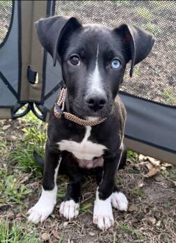 Husky and Labrador Retriever Dogs Available for Adoption in Omaha, Nebraska - Remi | PetCurious