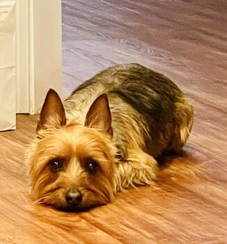 Max -  Yorkshire Terrier Dog for Adoption - Max | PetCurious