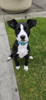 Polly -  Border Collie and Pit Bull Terrier Dog Available for Adoption in Sunnyvale, California - Polly | PetCurious