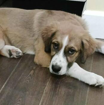 Rescue Great Pyrenees Dogs for Adoption in Kiowa, Oklahoma - Darling Nikki | PetCurious