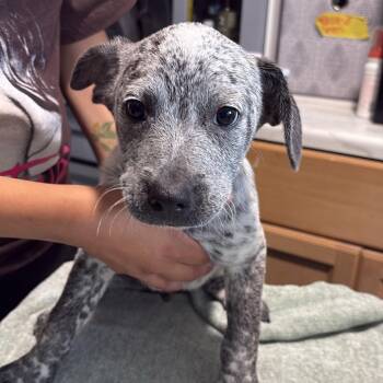 Australian Cattle Dog Blue Heeler and Australian Shepherd Dogs Available for Adoption in Tampa, Florida - Pirate | PetCurious