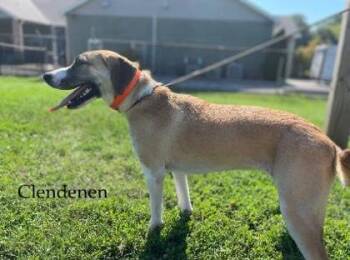 Rescue Black Mouth Cur and Mixed Breed Dogs for Adoption in Cincinnati, Ohio - Clendenen | PetCurious