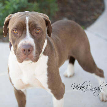 Rescue Mastiff Dogs for Adoption in Abilene, Texas - Maverick | PetCurious
