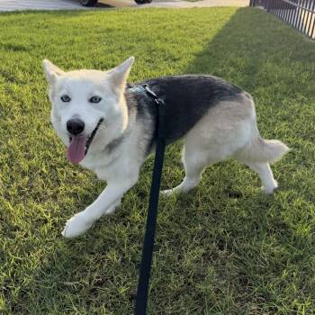 Elsa -  Siberian Husky Dog for Adoption in Harlingen, Texas - Elsa | PetCurious
