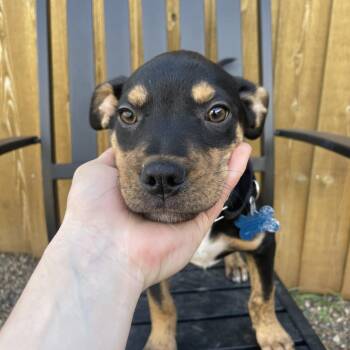 Cattle Dog Dogs Available for Adoption in West Des Moines, Iowa - Ziggy | PetCurious