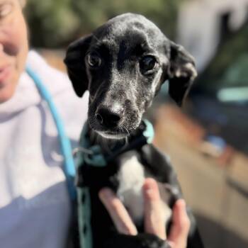 Alex -  Terrier Dog for Adoption in Columbia, South Carolina - Alex | PetCurious