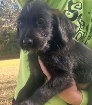 Rescue Labrador Retriever Dogs for Adoption in Groveland, Massachusetts - Elvira | PetCurious