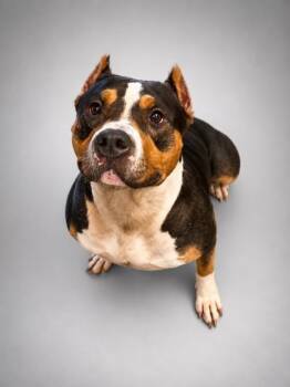 Queen -  Pit Bull Terrier and Mixed Breed Dog for Adoption in Bowling Green, Kentucky - Queen | PetCurious