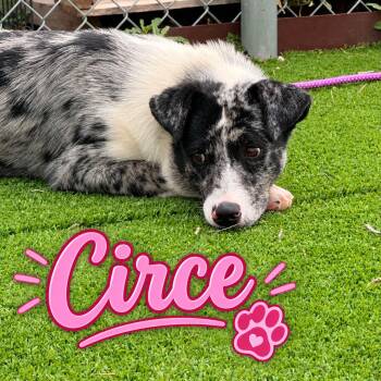 Circe -  Australian Cattle Dog Blue Heeler Dog for Adoption in Truth Or Consequences, New Mexico - Circe | PetCurious