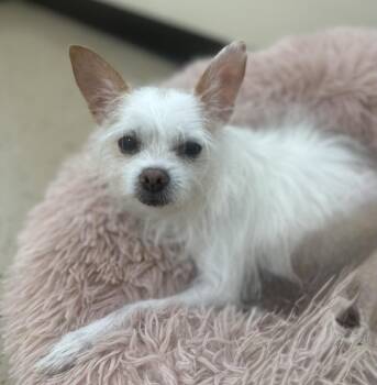 Casey -  Terrier Dog for Adoption in Mundelein, Illinois - Casey | PetCurious