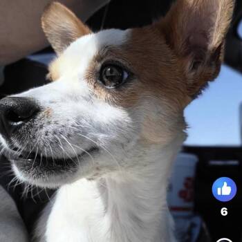 Jett -  Chihuahua Dog for Adoption in Aledo, Texas - Jett | PetCurious