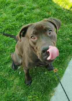 Rescue Pit Bull Terrier and Labrador Retriever Dogs for Adoption in Pocatello, Idaho - Toby 44930 | PetCurious