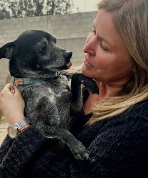 Chihuahua Dogs Available for Adoption - Henry Loves Everyone | PetCurious