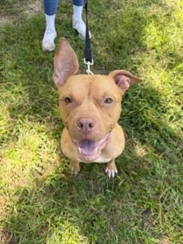 07213B Cricket -  American Staffordshire Terrier and Mixed Breed Dog for Adoption in North Charleston, South Carolina - 07213B Cricket | PetCurious
