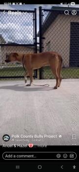 American Bulldog Dogs Available for Adoption in Lakeland, Florida - Hazel | PetCurious