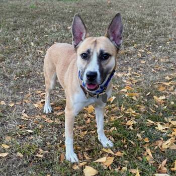 Rescue Mixed Breed Dogs for Adoption in Gloucester, Virginia - Nelly | PetCurious