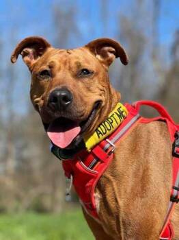 Wyatt -  Pit Bull Terrier and Mixed Breed Dog for Adoption in Visalia, California - Wyatt | PetCurious