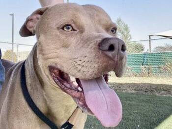 Rescue Mixed Breed Dogs for Adoption in Georgetown, Texas - Hank Williams Jr. | PetCurious