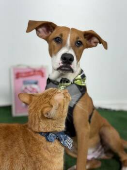 Zeus-One of our Amazing Rescue Dogs -  Boxer and Basenji Dog for Adoption in Carlsbad, California - Zeus-One Of Our Amazing Rescue Dogs | PetCurious