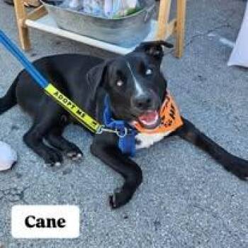 Black Labrador Retriever and Husky Dogs Available for Adoption - Cane | PetCurious