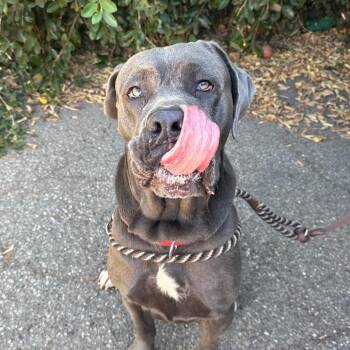 Una -  Cane Corso Dog for Adoption in Goleta, California - Una | PetCurious