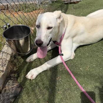 Husky Dogs Available for Adoption - Hank  | PetCurious