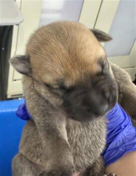 Rescue Mixed Breed Dogs for Adoption in Dallas, Texas - KIWI | PetCurious