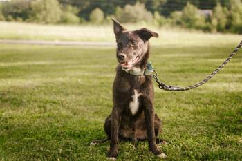 Rescue Black Labrador Retriever and Mixed Breed Dogs for Adoption in Gradyville, Kentucky - Ender | PetCurious
