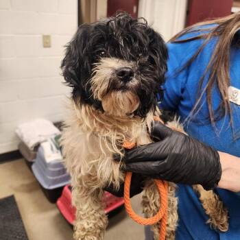Shih Tzu Dogs Available for Adoption in York, Pennsylvania - YORK-Stray-15530 | PetCurious