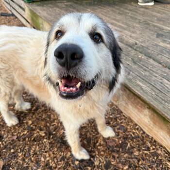 Great Pyrenees Dogs Available for Adoption - Russell | PetCurious