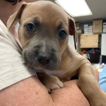Viva -  Shepherd and Pit Bull Terrier Dog for Adoption in Spokane, Washington - Viva | PetCurious