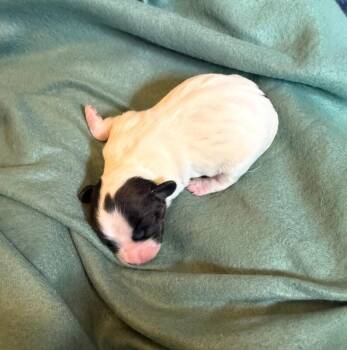 Earl -  Chihuahua and Mixed Breed Dog for Adoption in Warren, Pennsylvania - Earl | PetCurious
