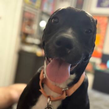 Rescue Mixed Breed Dogs for Adoption in Shiner, Texas - Sadie | PetCurious