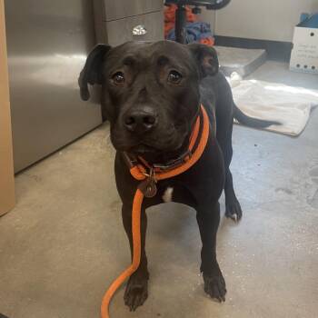 Kindred -  Terrier Dog for Adoption in Tampa, Florida - Kindred | PetCurious