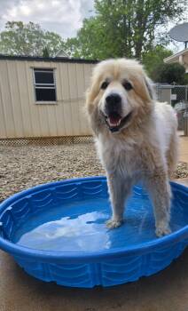 Great Pyrenees Dogs Available for Adoption in Thomasville, North Carolina - Thor | PetCurious