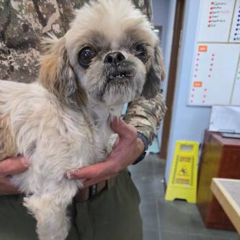 BC- Suzie -  Shih Tzu Dog for Adoption in Idaho Falls, Idaho - BC- Suzie | PetCurious