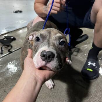 Benny -  Pit Bull Terrier and Mixed Breed Dog for Adoption in Hobe Sound, Florida - Benny | PetCurious