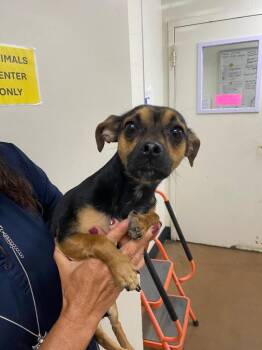 Little Bear -  Terrier and Chihuahua Dog for Adoption in Chico, California - Little Bear | PetCurious