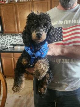 Poodle Dogs Available for Adoption in Mesa, Arizona - Parker | PetCurious