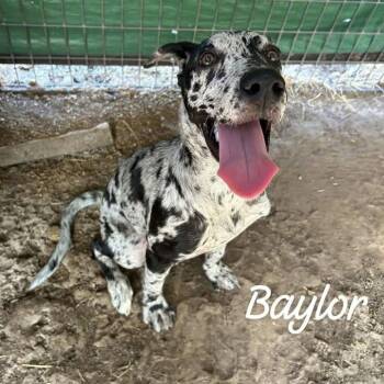 Baylor -  Catahoula Leopard Dog Dog for Adoption in Buchanan Dam, Texas - Baylor | PetCurious