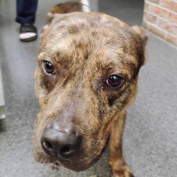 Bacon Bits -  Mixed Breed Dog for Adoption in Allentown, Pennsylvania - Bacon Bits | PetCurious