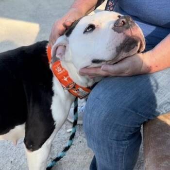 Rescue Pit Bull Terrier Dogs for Adoption in Philadelphia, Pennsylvania - Dottie | PetCurious