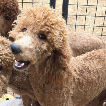 Standard Poodle and Golden Retriever Dogs Available for Adoption - Ruth | PetCurious