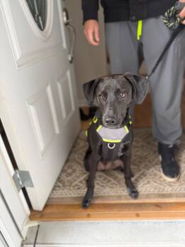 Labrador Retriever Dogs Available for Adoption in Rockaway, New Jersey - Scout Lonestar | PetCurious